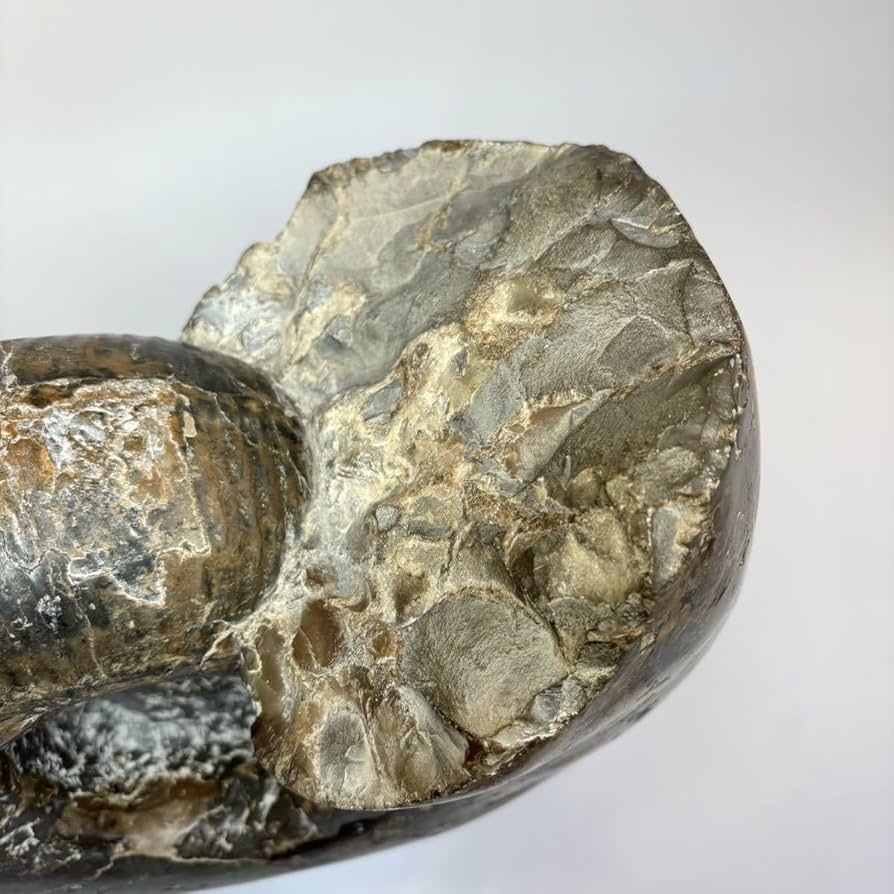 天然アンモナイト化石 重量3.2kg 台座付 古生物標本 鑑賞石 古美術 骨董品 Amazon.co.jp: 特大アンモナイト 化石 重量22.2kg 直径34.5cm